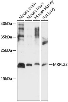 MRPL22 antibody