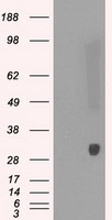MRPL24 Antibody