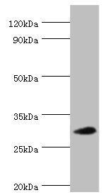 MRPL28 antibody