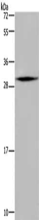 MRPL28 Antibody