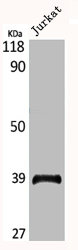 MRPL3 antibody