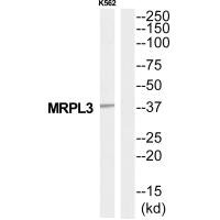 MRPL3 antibody