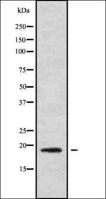 MRPL30 antibody