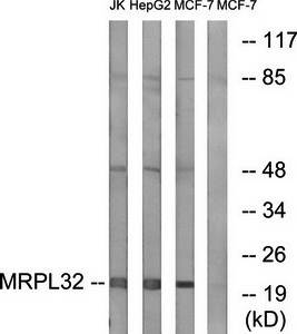 MRPL32 antibody
