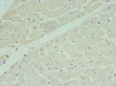 MRPL33 Antibody