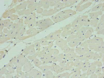 MRPL33 antibody