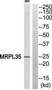 MRPL35 antibody