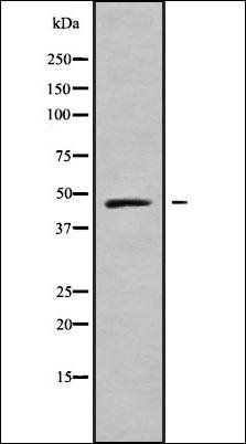 MRPL37 antibody