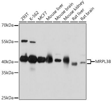 MRPL38 antibody