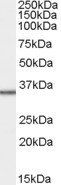 Goat anti-MRPL3 Antibody