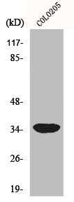 MRPL4 antibody