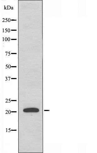 MRPL41 antibody