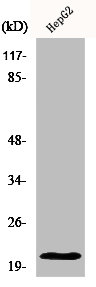 MRPL41 antibody