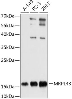 MRPL43 antibody