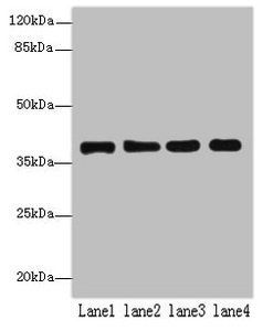 MRPL44 antibody