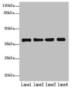 MRPL44 Antibody