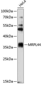 MRPL44 antibody