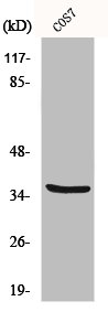 MRPL44 antibody