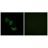 MRPL44 antibody