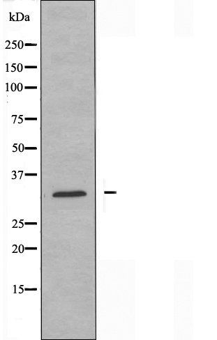 MRPL47 antibody