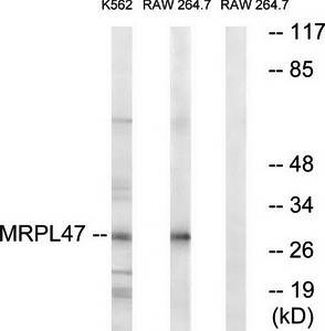 MRPL47 antibody