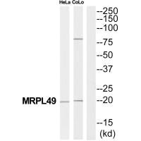 MRPL49 antibody