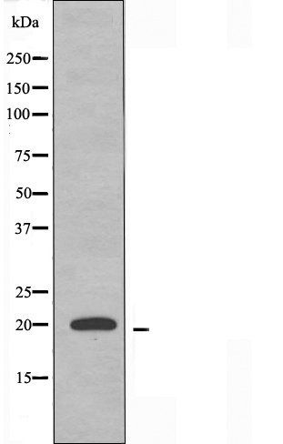 MRPL51 antibody