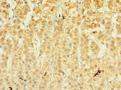 MRPL53 antibody