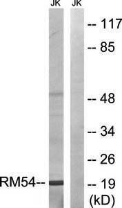 MRPL54 antibody