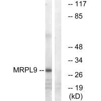 MRPL9 antibody