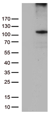 MRPS11 antibody