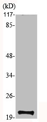 MRPS12 Antibody