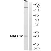 MRPS12 antibody