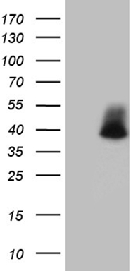 MRPS15 Antibody