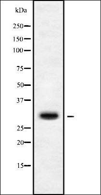 MRPS15 antibody