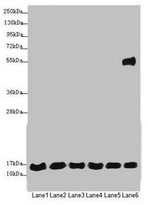 MRPS16 Antibody