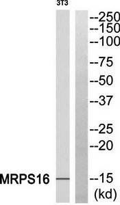 MRPS16 antibody