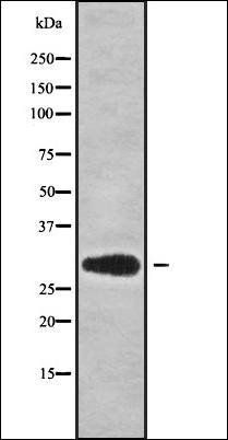 MRPS18B antibody