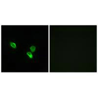 MRPS18C Antibody
