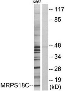 MRPS18C antibody