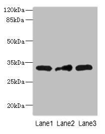 MRPS2 antibody