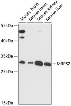 MRPS2 antibody