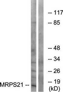 MRPS21 antibody
