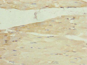 MRPS22 Antibody