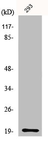 MRPS25 antibody