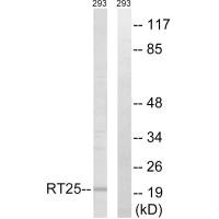 MRPS25 antibody