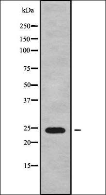 MRPS26 antibody