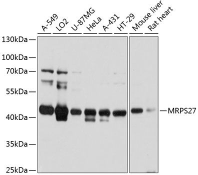 MRPS27 antibody