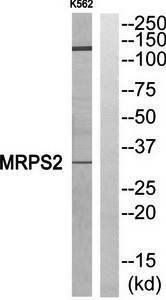 MRPS2 antibody