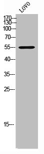 MRPS30 antibody